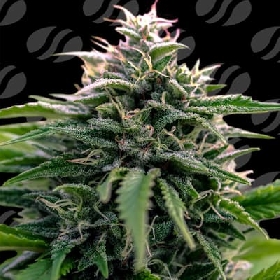 Creamzilla Auto > Original Sensible Seeds